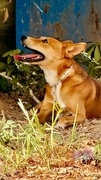 COOPER Image 4